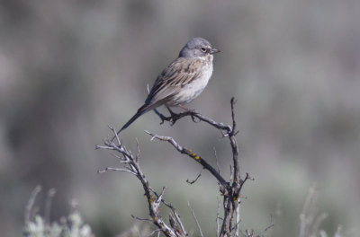 Sagebrush Sparrow