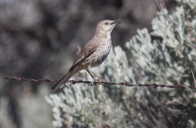 Sage Thrasher