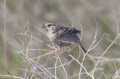 Grasshopper Sparrow