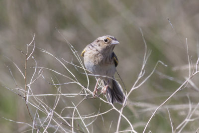 Grasshopper Sparrow