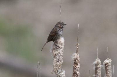 Song Sparrow