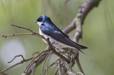 Tree Swallow