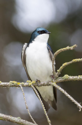 Tree Swallow