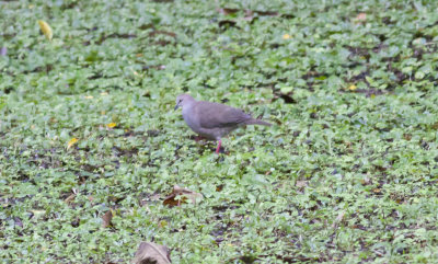 Gray-chested Dove