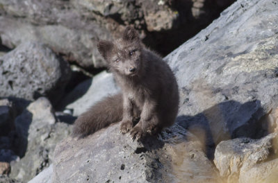 Arctic Fox