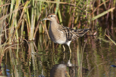 Sharp-tailed Sandpiper