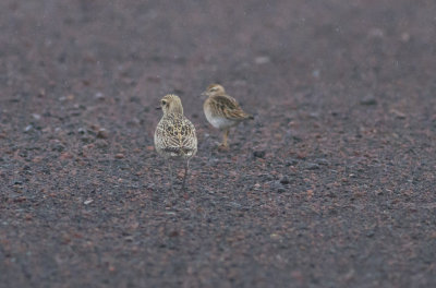 Pacific Golden-Plover  & Sharp-tailed Sandpiper