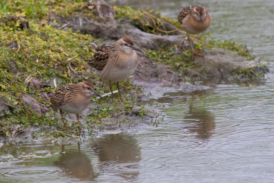 Sharp-tailed Sandpipers