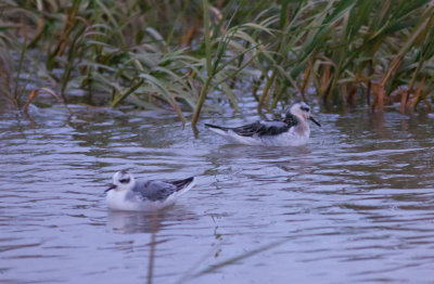 Red Phalaropes