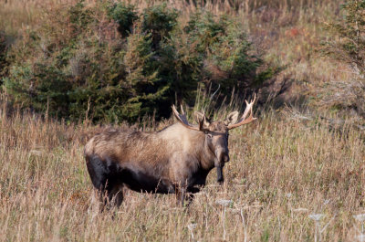 Moose (Chugach State Park)