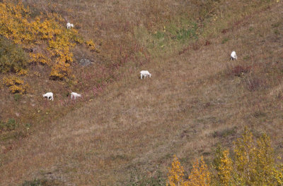 Dall Sheep (Chugach State Park)