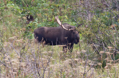 Moose (Chugach State Park)