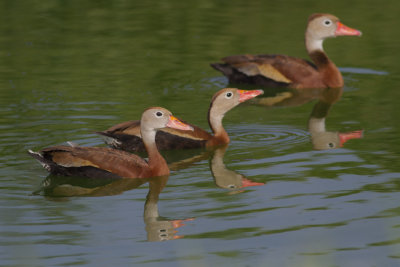 Black-bellied Whistling-Ducks