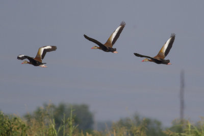 Black-bellied Whistling-Ducks