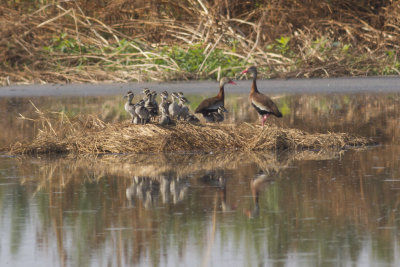 Black-bellied Whistling-Ducks