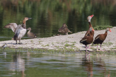 Canvasback & Black-bellied Whistling-Ducks