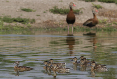 Black-bellied Whistling-Ducks & Wood Duck