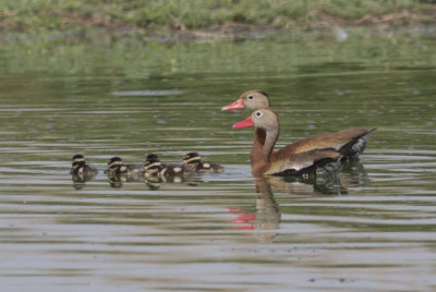 Black-bellied Whistling-Ducks