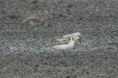 Sanderling