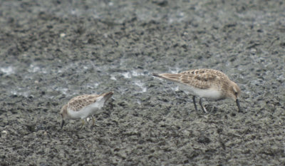 Baird's & Least Sandpipers