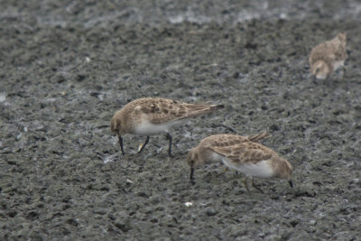 Baird's & Least Sandpipers