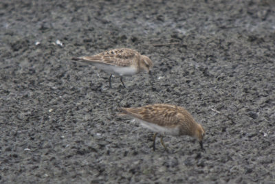 Baird's & Pectoral Sandpipers