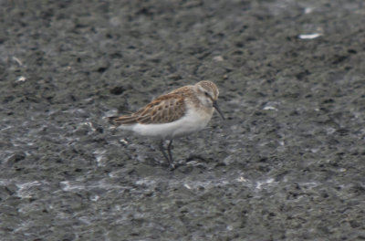 Western Sandpiper