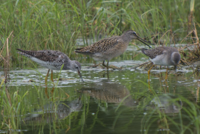 Short-billed Dowitcher & Lesser Yellowlegs