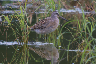 Short-billed Dowitcher