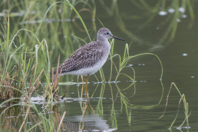 Lesser Yellowlegs