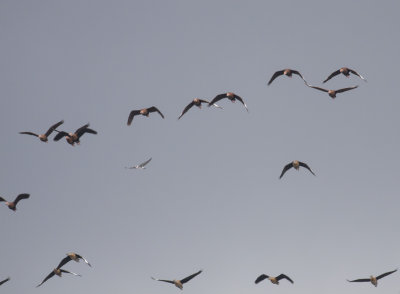 Black-bellied Whistling-Ducks & Black Tern