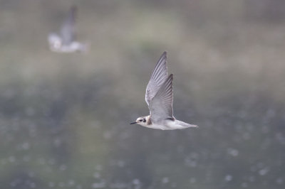 Black Tern