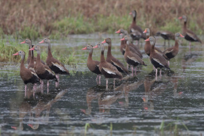 Black-bellied Whistling Ducks