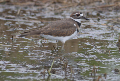 Killdeer