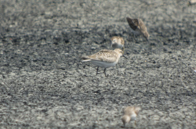 Baird's Sandpiper (with Least)