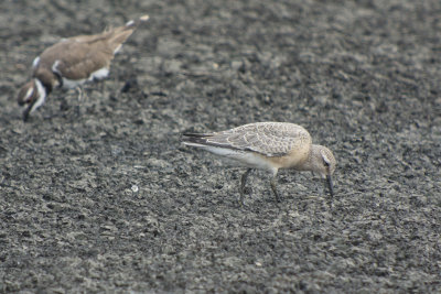 Red Knot 