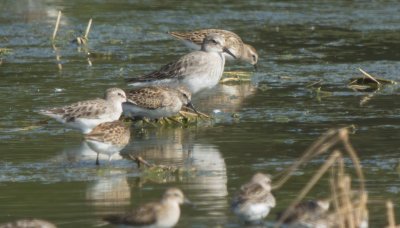 White-rumped Sandpiper (with Least)