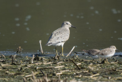 Red Knot & Least Sandpipers