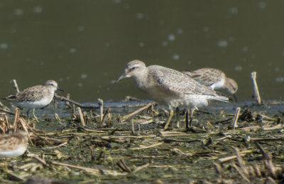 Red Knot & Least Sandpipers