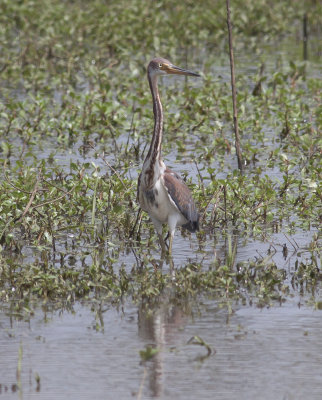 Tricolored Heron