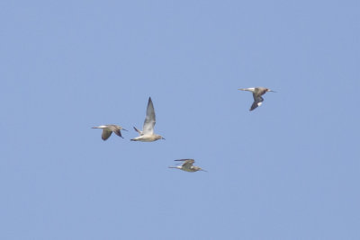 Red Knot & Stilt Sandpipers