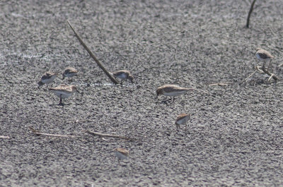 Baird's Sandpipers (with Least)