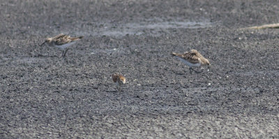 Baird's Sandpipers (with Least)