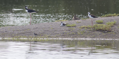 Black-necked Stilts