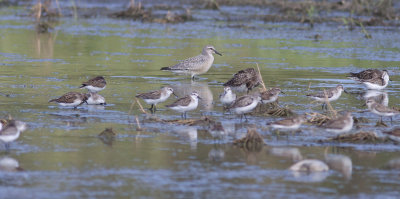 Red Knot (with Least, Semi, Western & Pectoral)