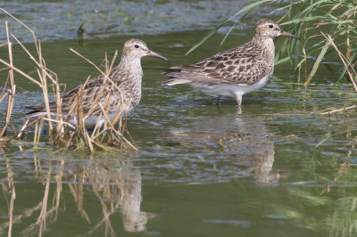 Pectoral Sandpipers