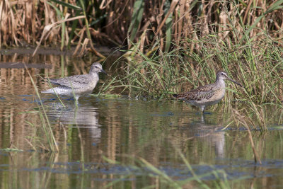 Red Knot & Short-billed Dowitcher