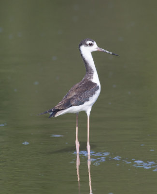 Black-necked Stilt