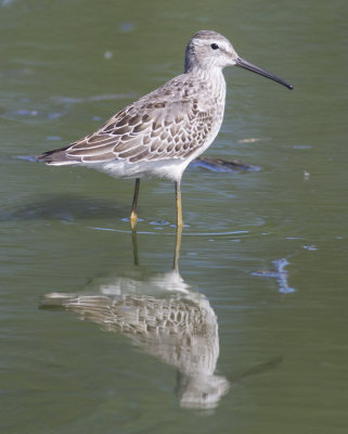 Stilt Sandpiper