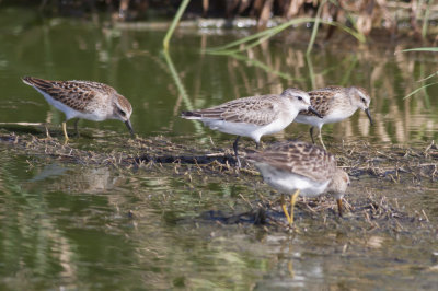 Least, Semipalmated & Pectoral Sandpipers